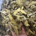 十大功劳叶祥泰药材栈中药材批发零售实物拍摄量多从优欢迎