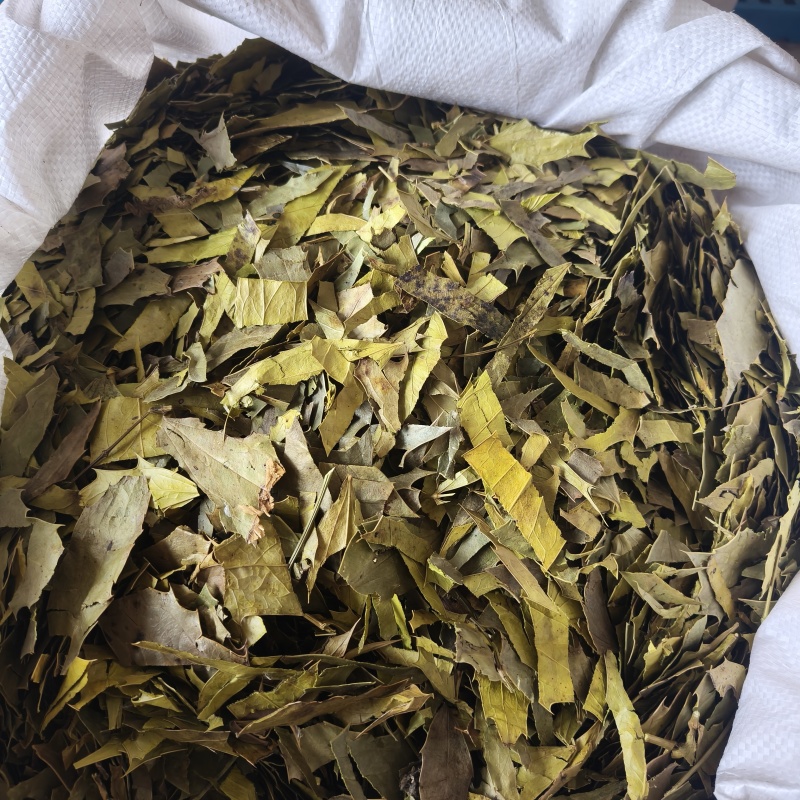 十大功劳叶祥泰药材栈中药材批发零售实物拍摄量多从优欢迎