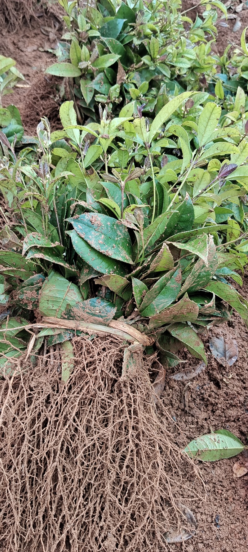 广西四季桂扦插芽苗，基本直发，大量供应