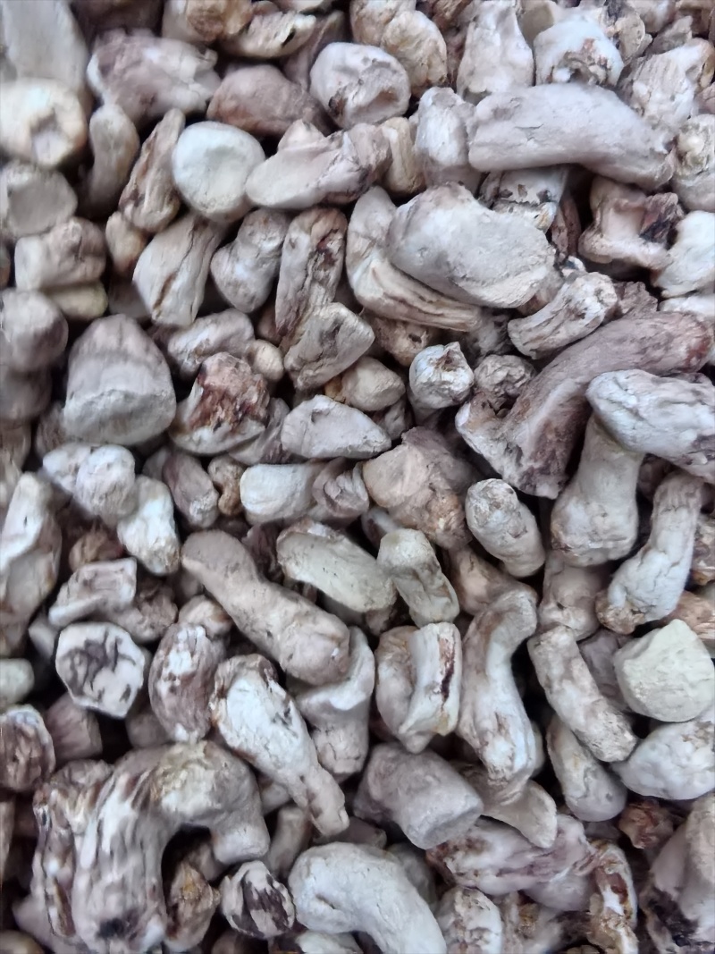 香菇腿抛光打磨经过二次机器处理然后人工挑捡