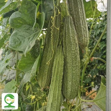 【翠花丝瓜】早熟杂交壹代大花点厚肉型瓜身饱满均匀