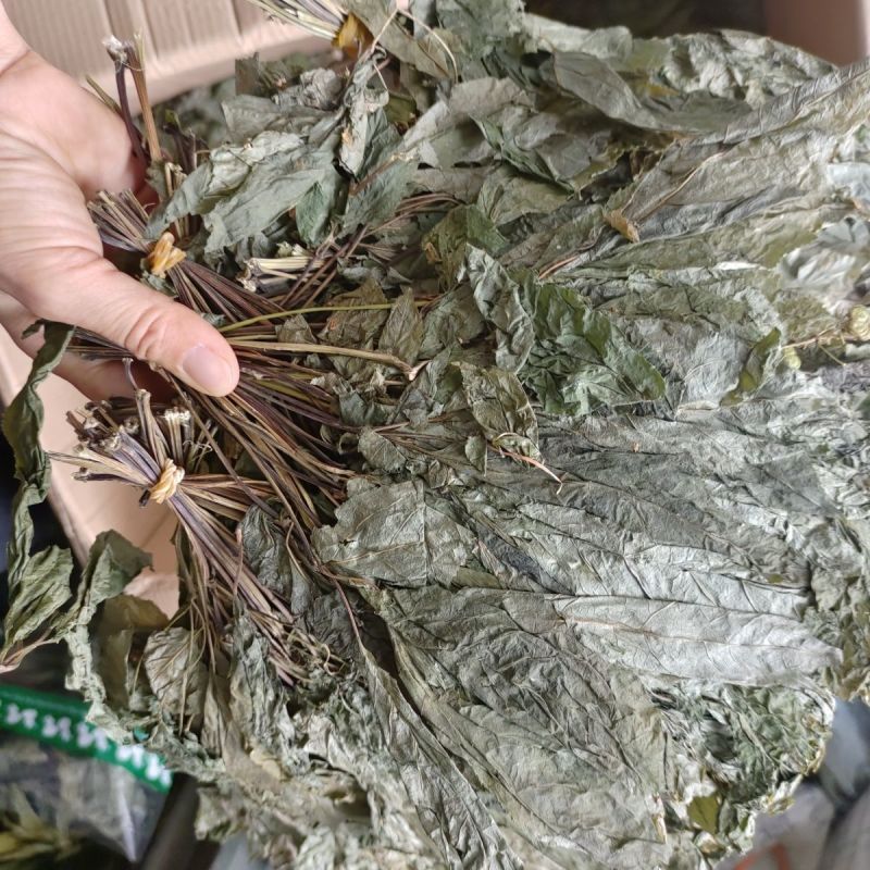 人参叶中药材人参叶长白山人参叶茶叶子无硫新鲜