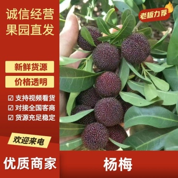 杨梅云南杨梅大量现货供应，一手货源规格齐全，可视频看货