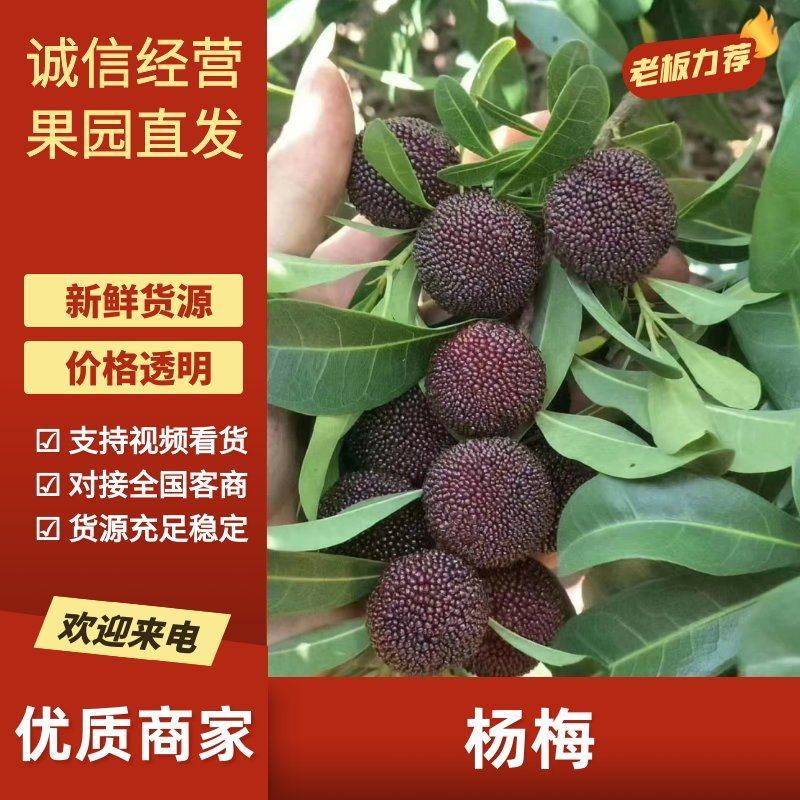 杨梅云南杨梅大量现货供应，一手货源规格齐全，可视频看货