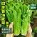 【】油麦菜种子高产抗病口感好500克