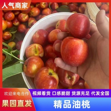 早熟黄心油桃云南油桃（降价了）大量现货供应，对接电商市场