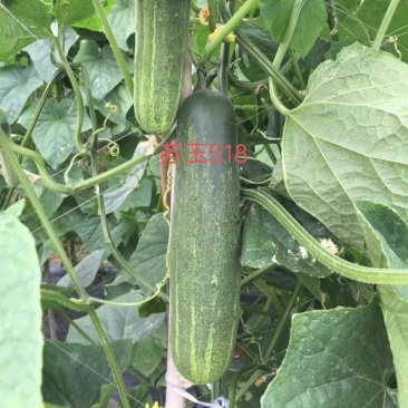 【苏玉518水果吊瓜】杂交一代春秋型早熟耐寒瓜型