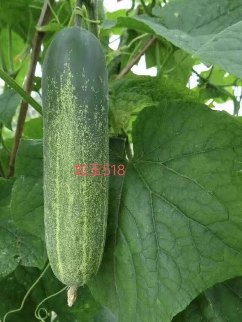 【苏玉518水果吊瓜】杂交一代春秋型早熟耐寒瓜型