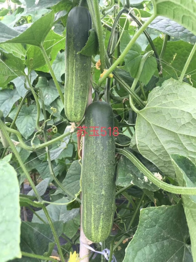 【苏玉518水果吊瓜】杂交一代春秋型早熟耐寒瓜型
