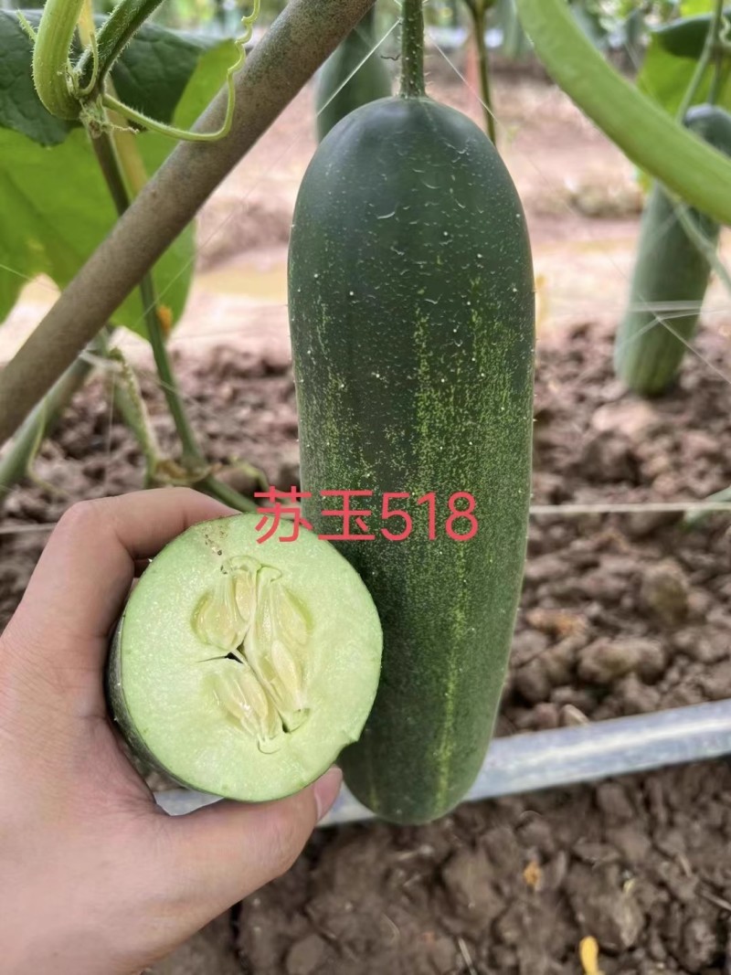 【苏玉518水果吊瓜】杂交一代春秋型早熟耐寒瓜型
