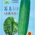 【苏玉518水果吊瓜】杂交一代春秋型早熟耐寒瓜型