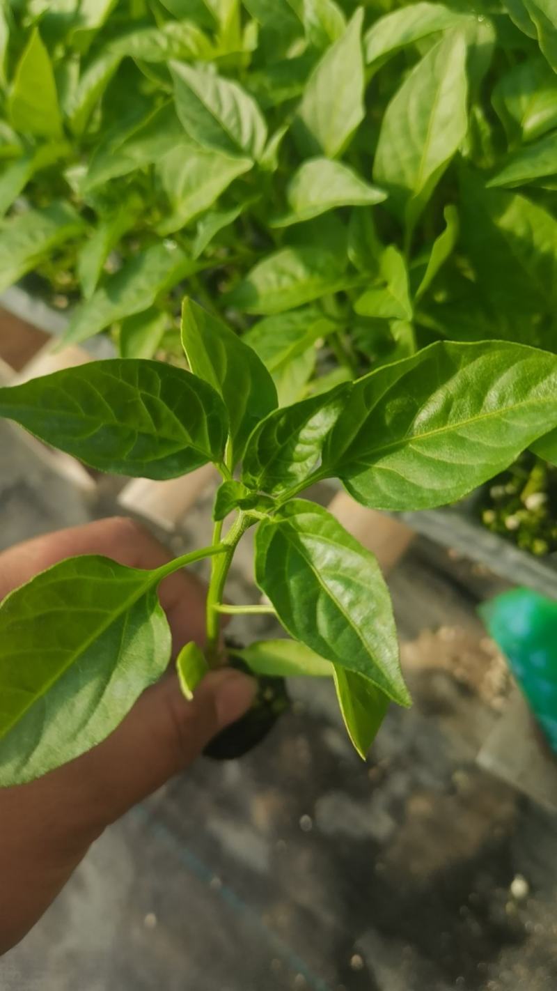 辣椒苗全螺螺丝椒线椒黄皮尖椒红黄彩椒朝天椒