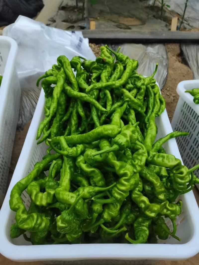 辣椒苗全螺螺丝椒线椒黄皮尖椒红黄彩椒朝天椒