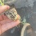 辣椒苗全螺螺丝椒线椒黄皮尖椒红黄彩椒朝天椒