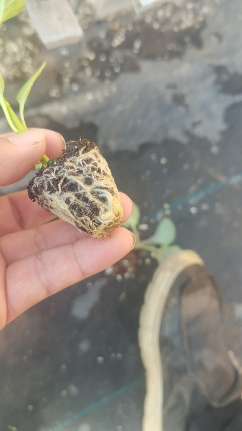 辣椒苗全螺螺丝椒线椒黄皮尖椒红黄彩椒朝天椒