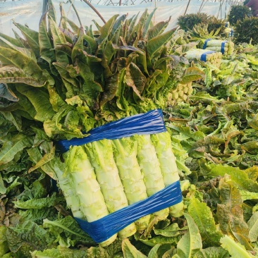 安徽红叶香莴笋产地直供，货源充足，代购代发，保证质量