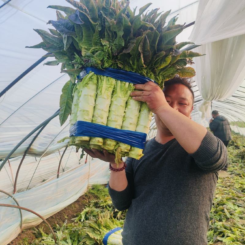 红尖叶香莴笋莴苣，全年大量供应，安徽产地，全国发货！