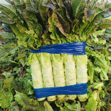 安徽红叶香莴笋产地直供，青皮青肉，无花无空心，大量供应。