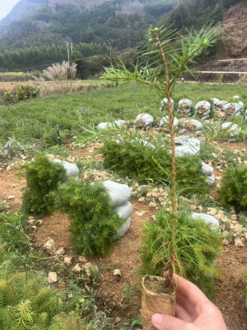 杉树苗常年有货大量直供各种优质树苗