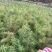 杉树苗常年有货大量直供各种优质树苗