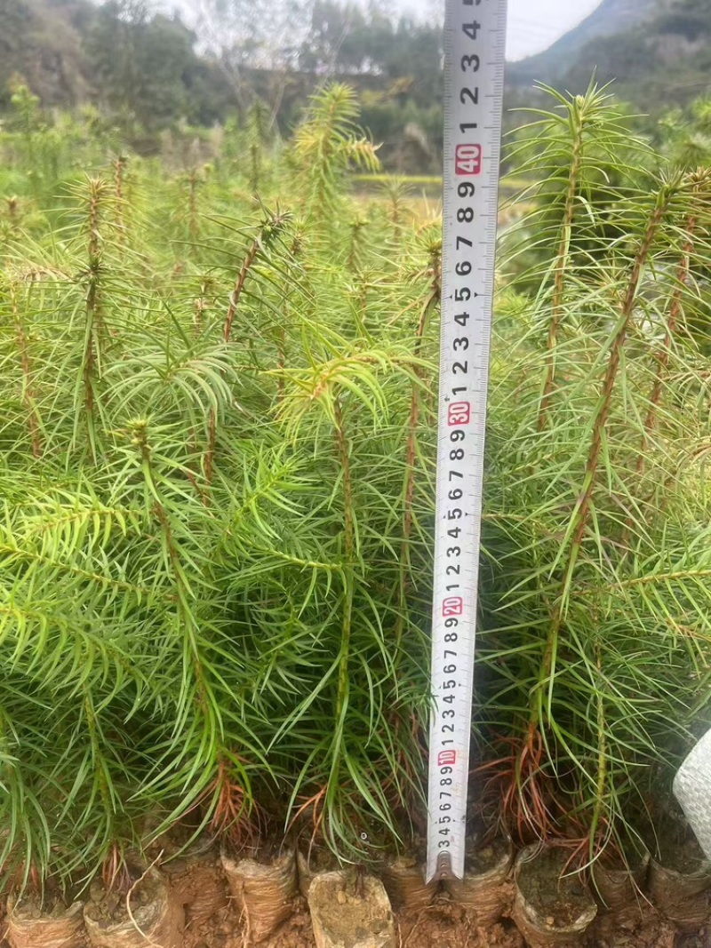 杉树苗常年有货大量直供各种优质树苗
