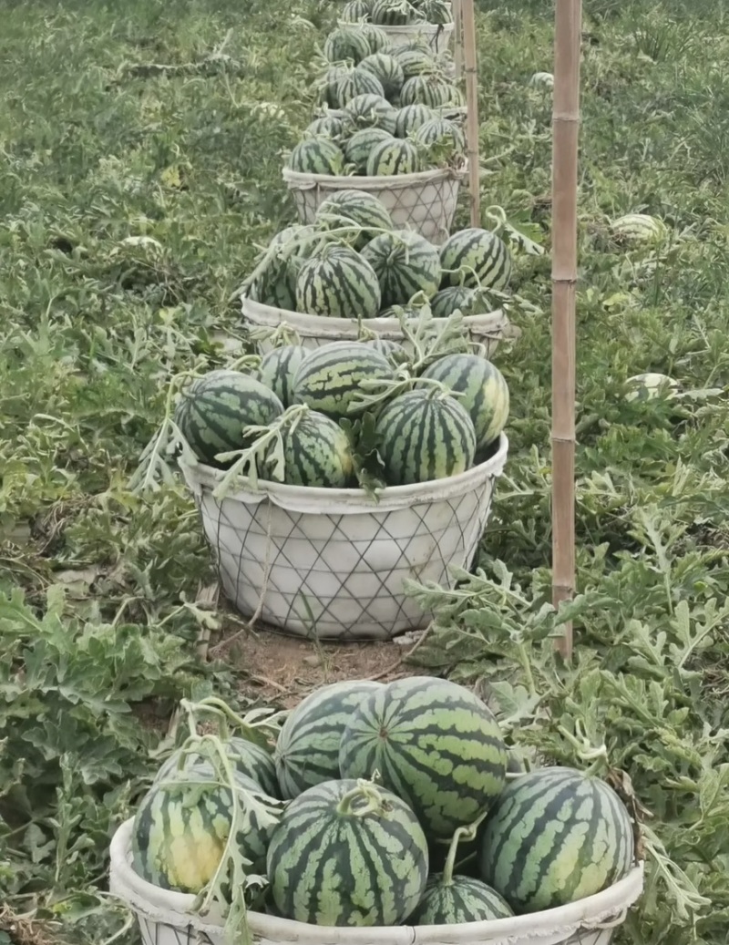 精品美都西瓜大量上市产地直发脆甜多汁