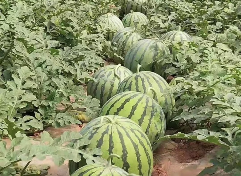 精品美都西瓜大量上市产地直发脆甜多汁