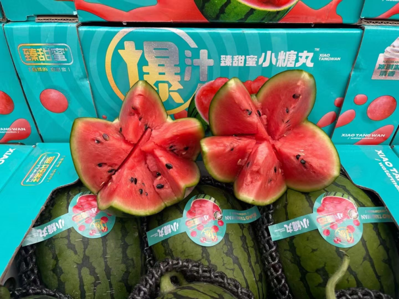 山东潍坊西瓜寒亭西瓜固堤西瓜墨童西瓜美都西瓜甜王西瓜84