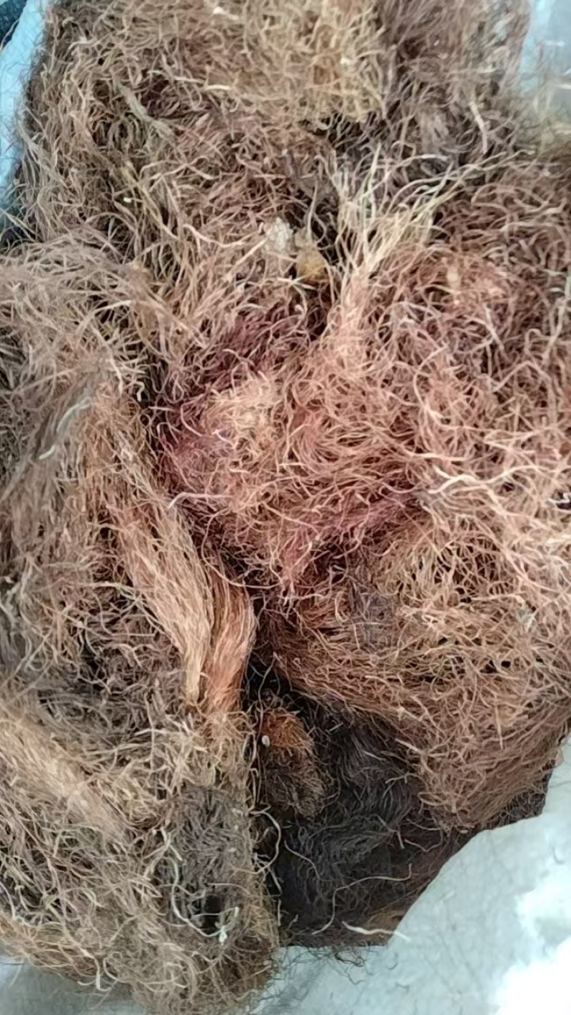 玉米须，品质佳，产品质量稳定，价格实惠，欢迎咨询