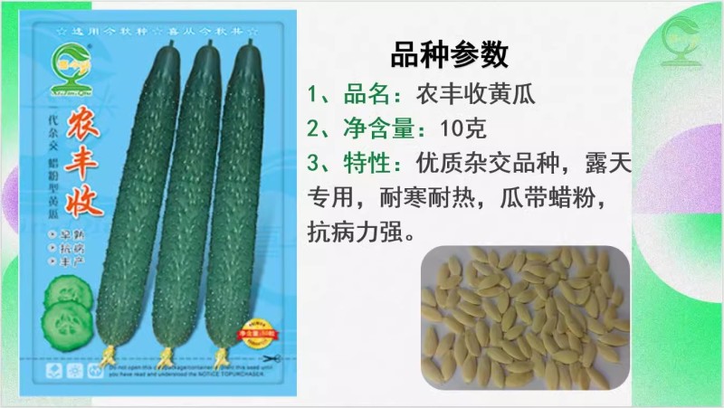 农丰收黄瓜新培育品种早熟带腊粉耐热抗病力强