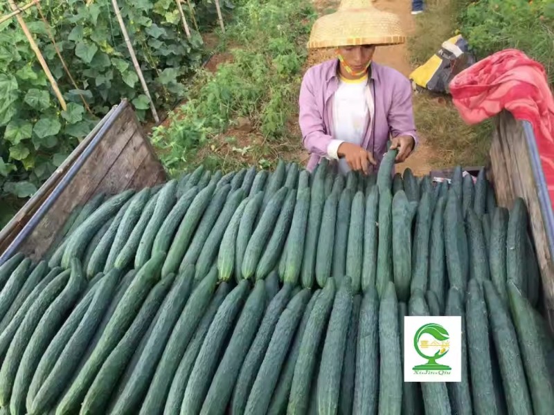 农丰收黄瓜新培育品种早熟带腊粉耐热抗病力强