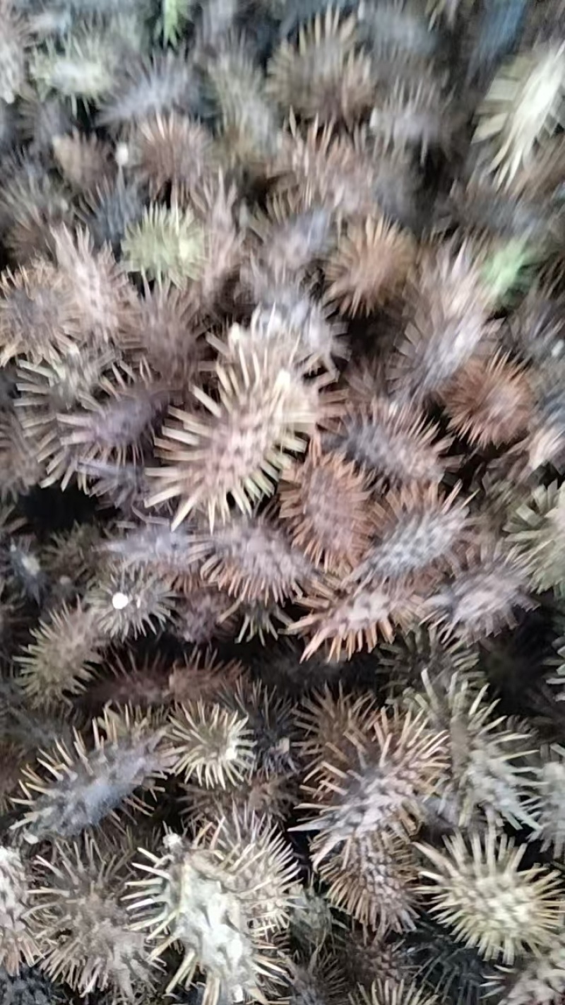 苍耳子，产品质量稳定，货量充足，价格实惠，欢迎咨询