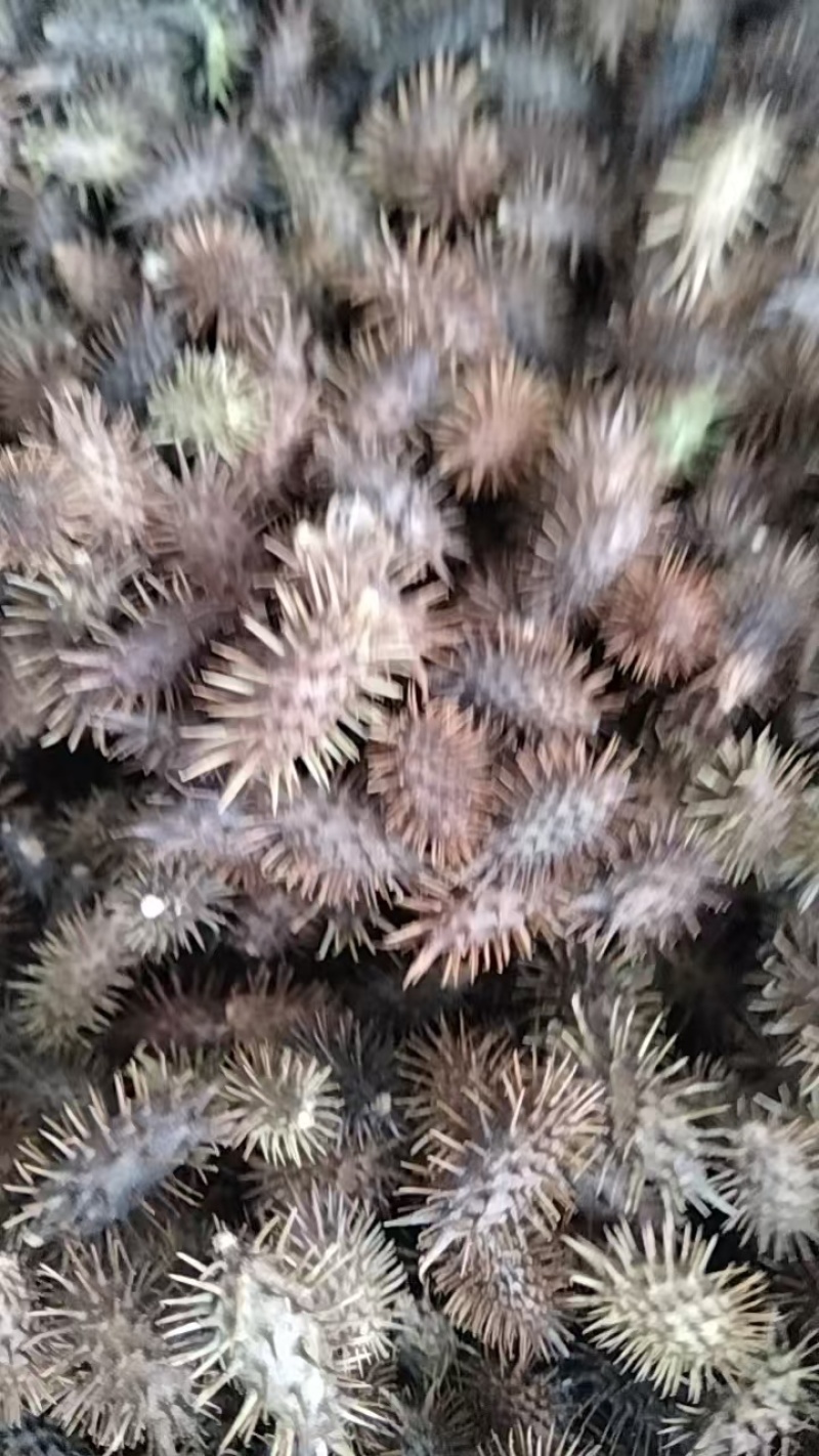 苍耳子，产品质量稳定，货量充足，价格实惠，欢迎咨询