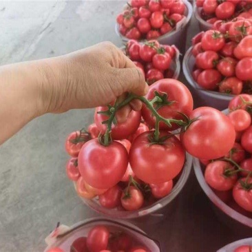 精品西红柿粉果串果货源充足保质保量对接市场商超欢迎联系