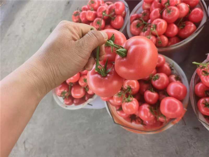 精品西红柿粉果串果货源充足保质保量对接市场商超欢迎联系