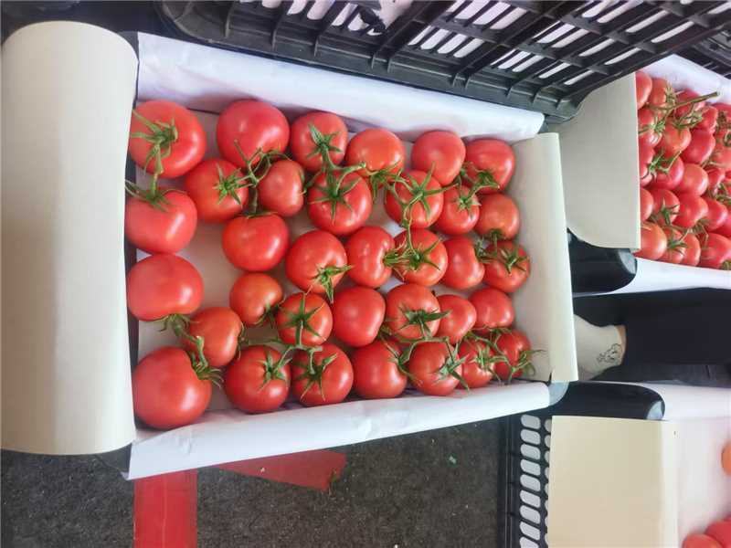 精品西红柿粉果串果货源充足保质保量对接市场商超欢迎联系