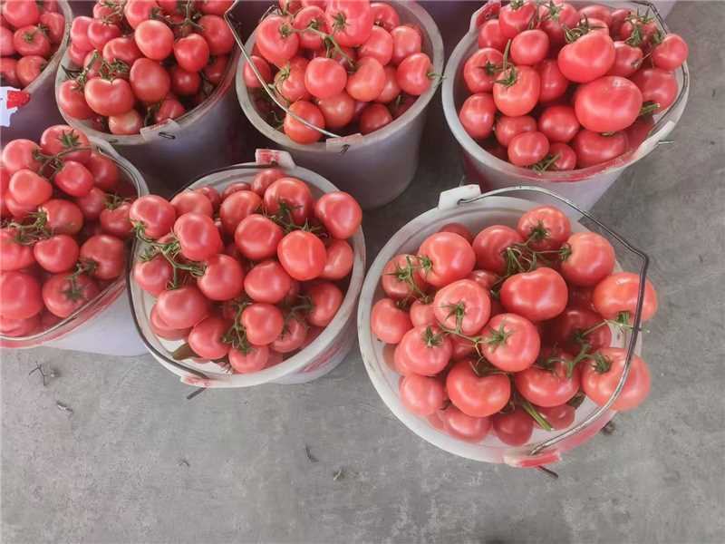 精品西红柿粉果串果货源充足保质保量对接市场商超欢迎联系