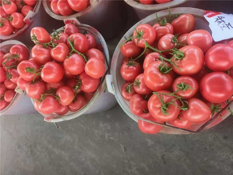 精品西红柿粉果串果货源充足保质保量对接市场商超欢迎联系