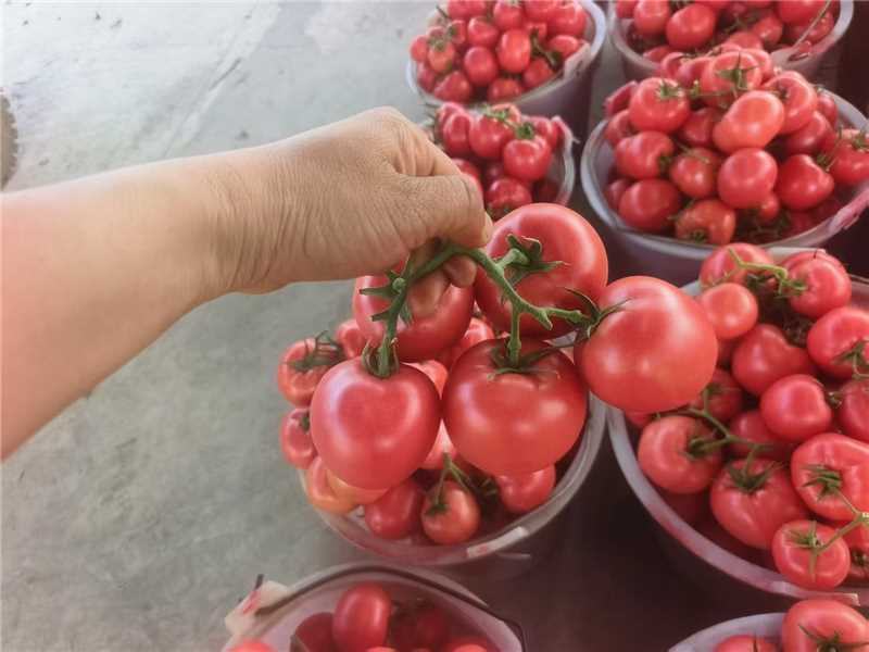 精品西红柿粉果串果货源充足保质保量对接市场商超欢迎联系