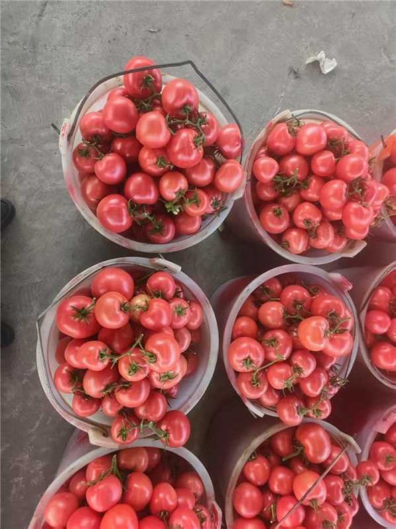 精品西红柿粉果串果货源充足保质保量对接市场商超欢迎联系