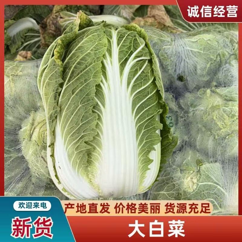 精品大白菜大量上市，全国发货，量大从优，，欢迎致电