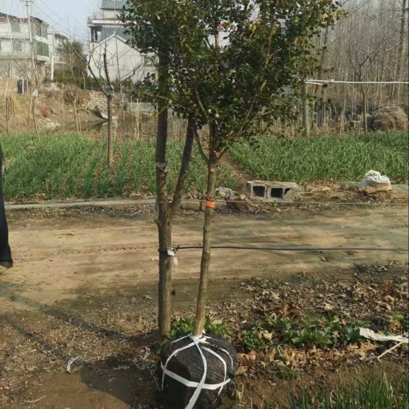 黄杨规格齐全价格好谈可实地考察存活率高