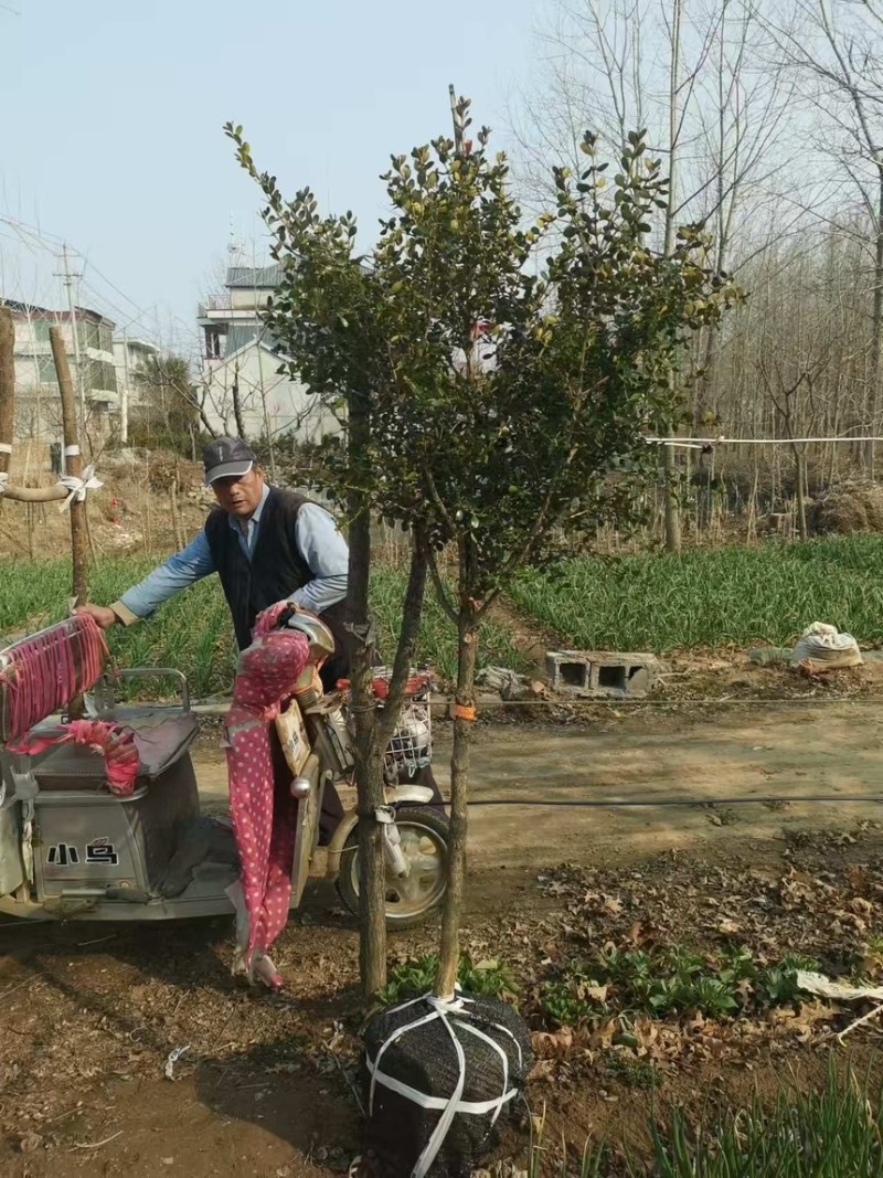 黄杨规格齐全价格好谈可实地考察存活率高