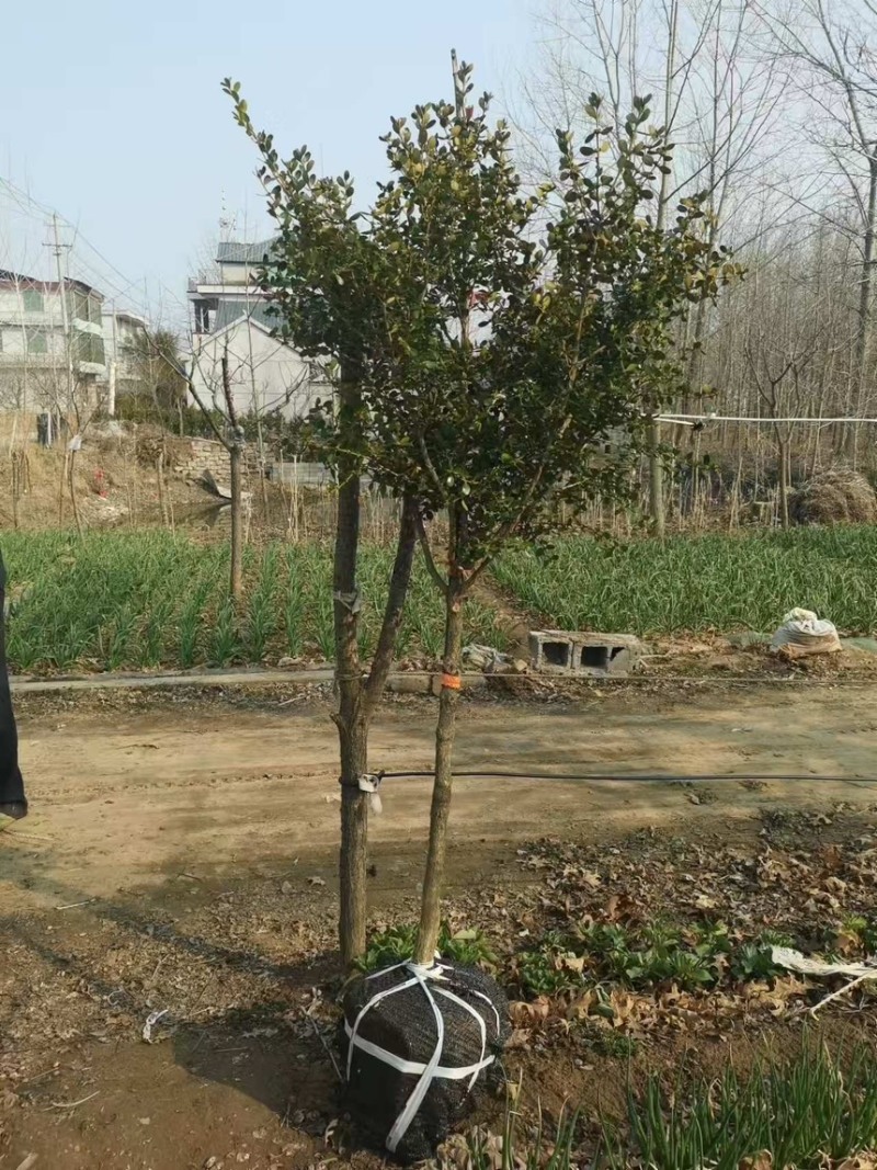 黄杨规格齐全价格好谈可实地考察存活率高