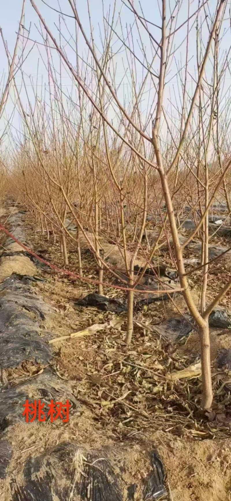 桃树5～8公分可带土球