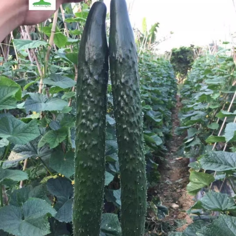 【青秀黄瓜】早熟油亮绿肉刺密耐寒把短顺直耐运输