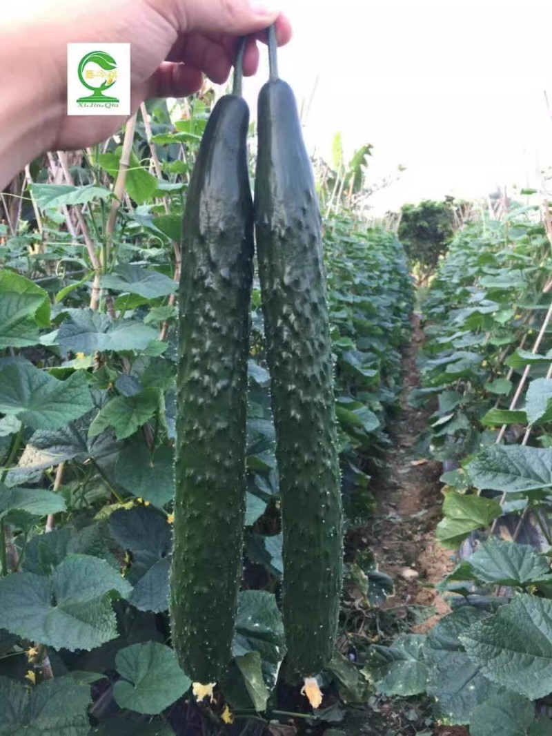 【青秀黄瓜】早熟油亮绿肉刺密耐寒把短顺直耐运输