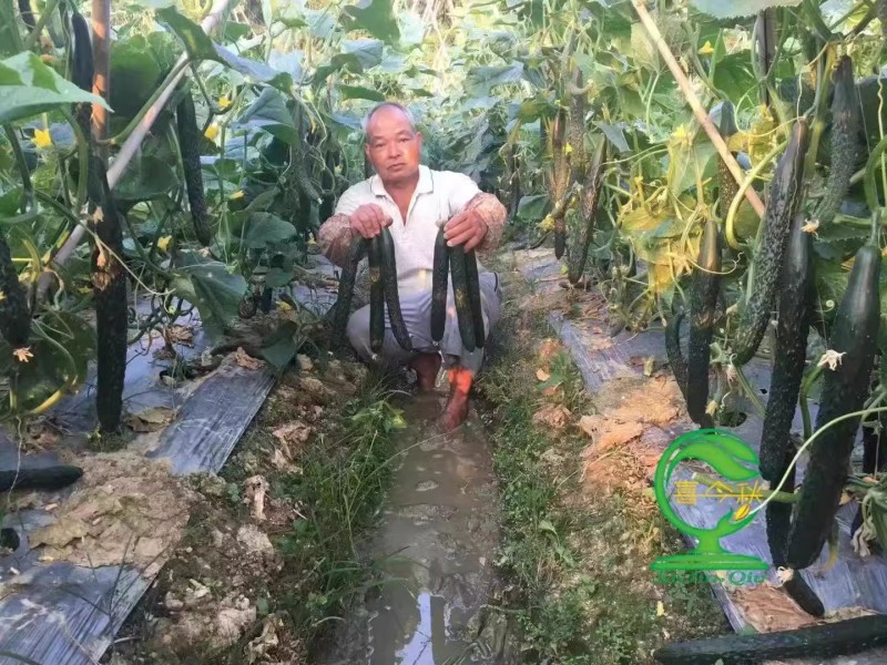 【青秀黄瓜】早熟油亮绿肉刺密耐寒把短顺直耐运输