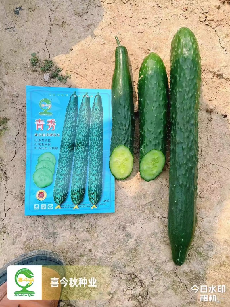 【青秀黄瓜】早熟油亮绿肉刺密耐寒把短顺直耐运输