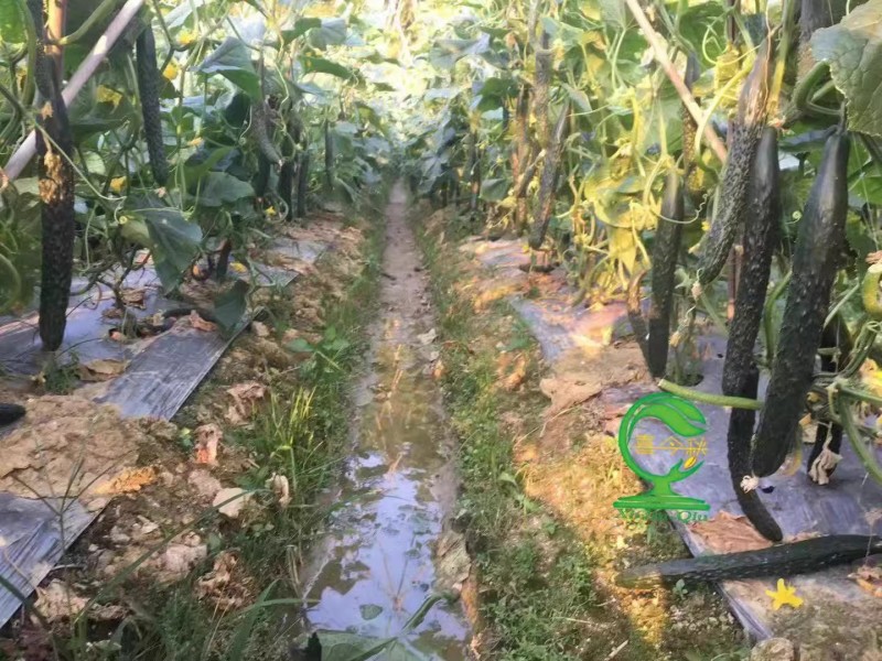 【青秀黄瓜】早熟油亮绿肉刺密耐寒把短顺直耐运输